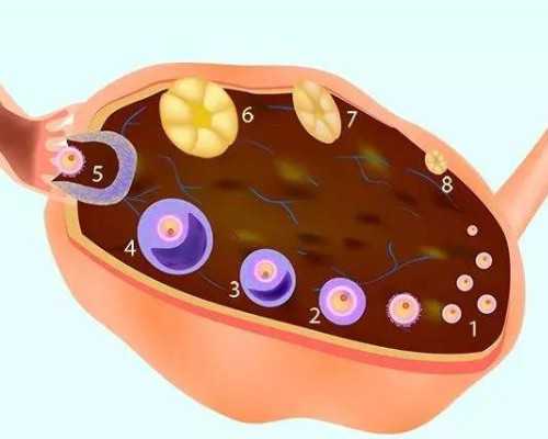 南昌借精生子与助孕服务：探索南昌大学第一附属医院的三维彩超与代生选择