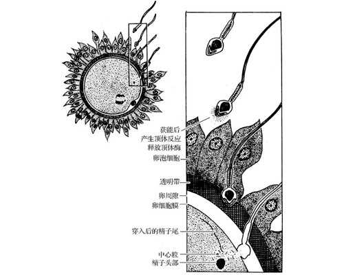 三代试管助孕过程解析：女性是否受罪与代生选择