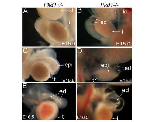 江西供卵试管与精子库服务指南